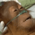dying-monkey-dying.gif dying-monkey-dying.gif