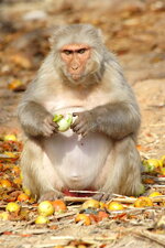 monkey-sits-eats-fruit-india-fat-90946834.jpg